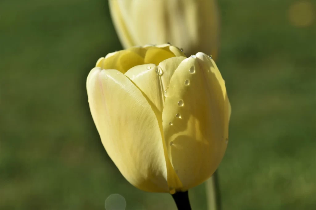Yellow Tulip Dewdrops Petals Green Background