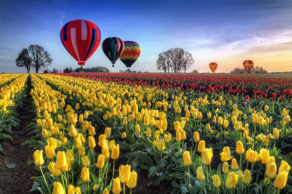 Yellow Tulip Field Blooming Vibrant Greenery