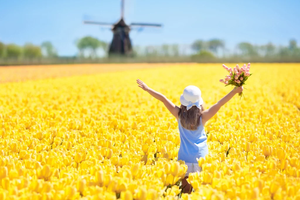 Yellow Tulip Field Bright Blooms Windmill