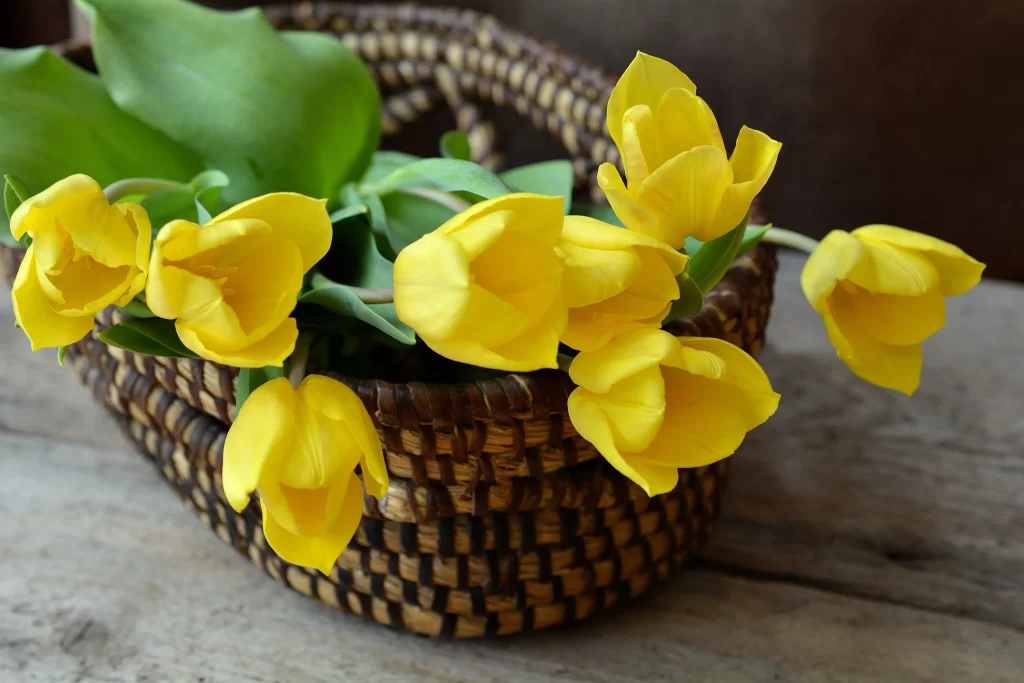 Yellow Tulip Petals Basket Green Leaves