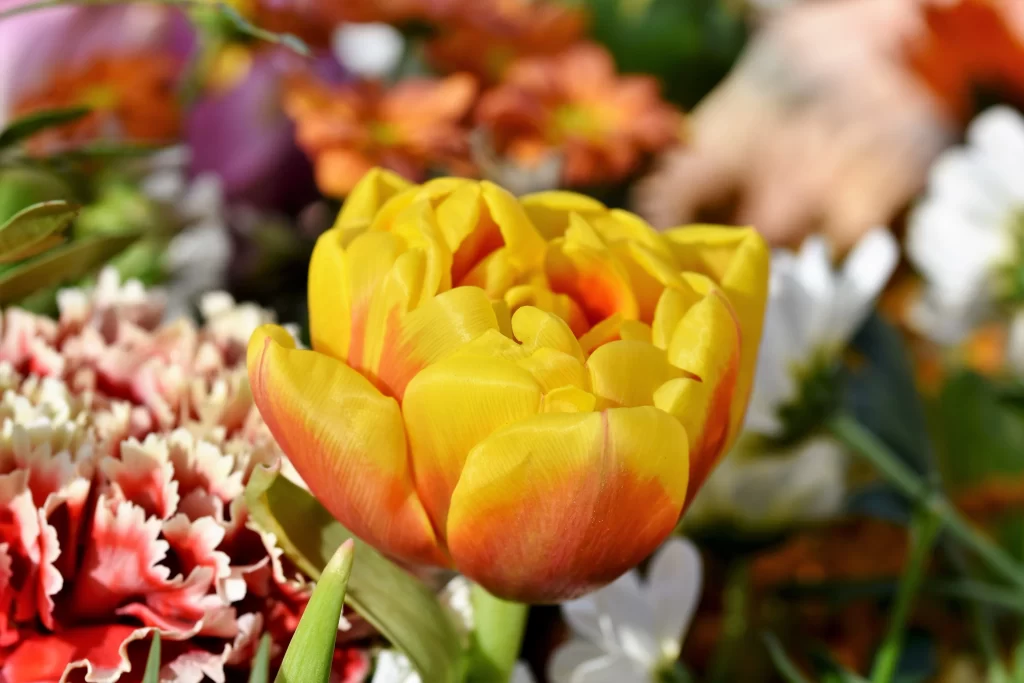 Yellow Tulip Petals Bright Colorful