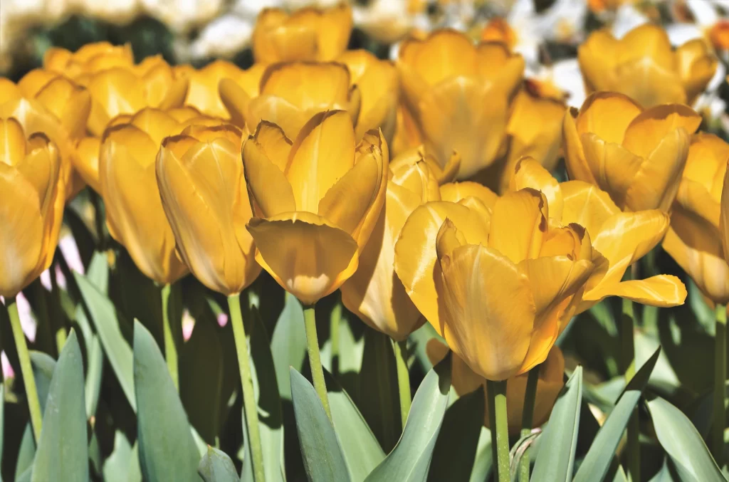 Yellow Tulip Petals Bright Green warm Leaves