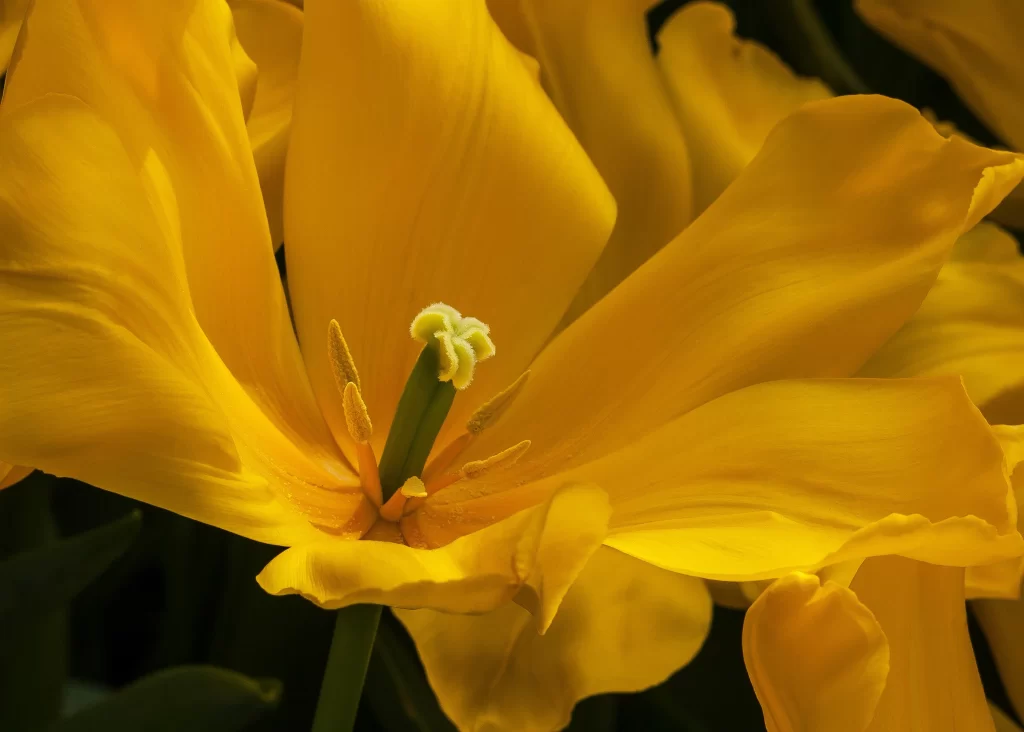 Yellow Tulip Petals Bright Sunlight