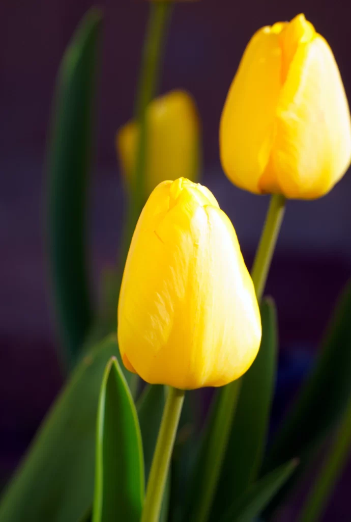 Yellow Tulip Petals Bright Green warm Leaves