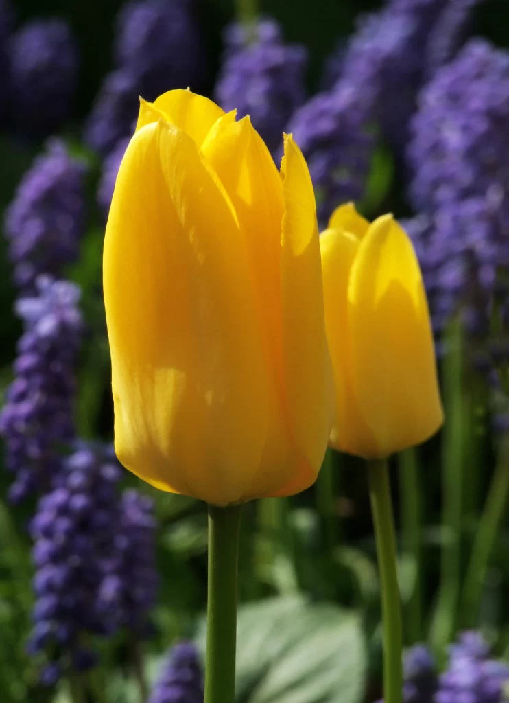 Yellow Tulip Petals Bright Green Stems Purple Background