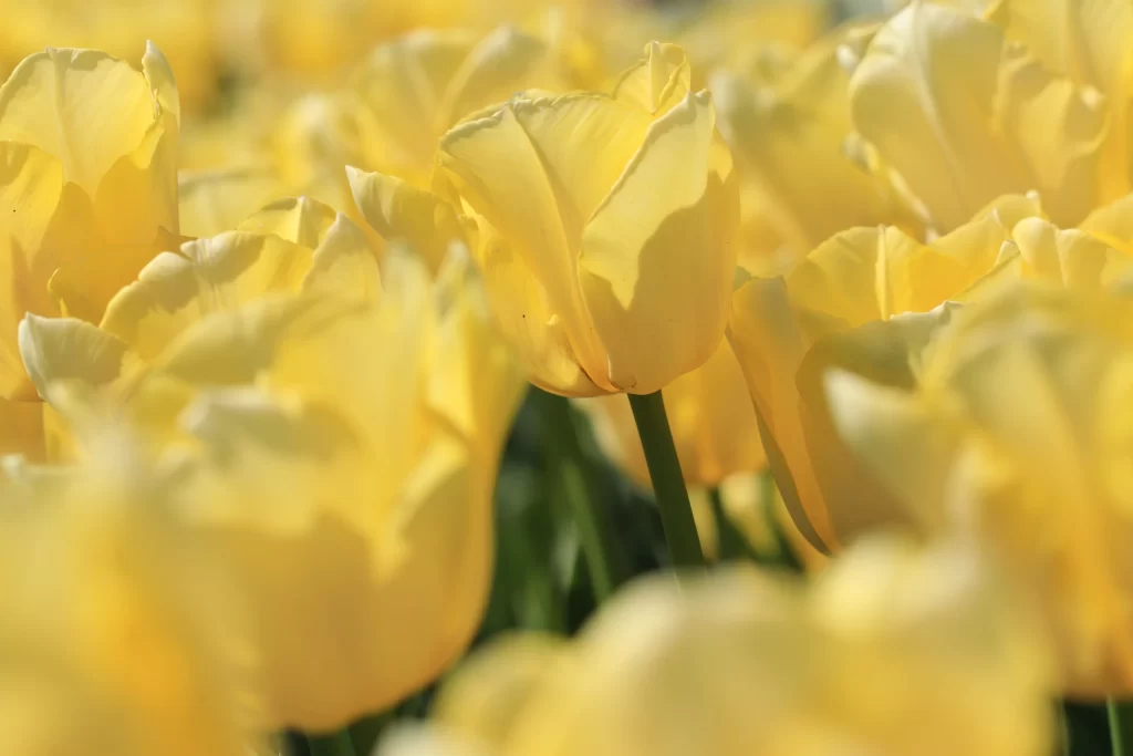 Yellow Tulip Petals Bright Blooming