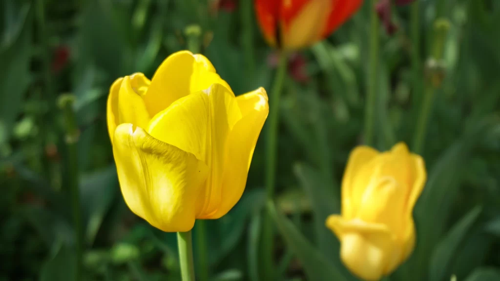 Yellow Tulip Petals Bright Green