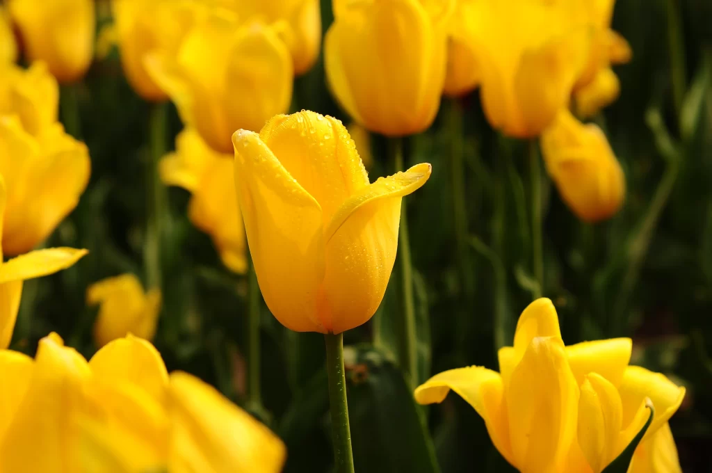 Yellow Tulip Petals Dewdrops Vibrant Green