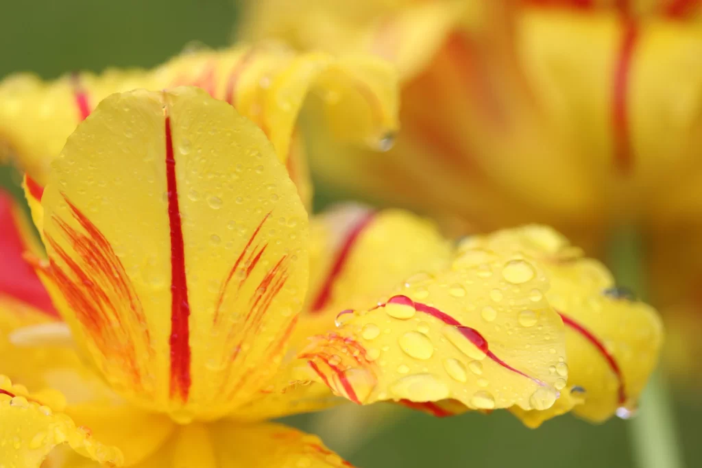 Yellow Tulip Petals Dewdrops Red Stripes