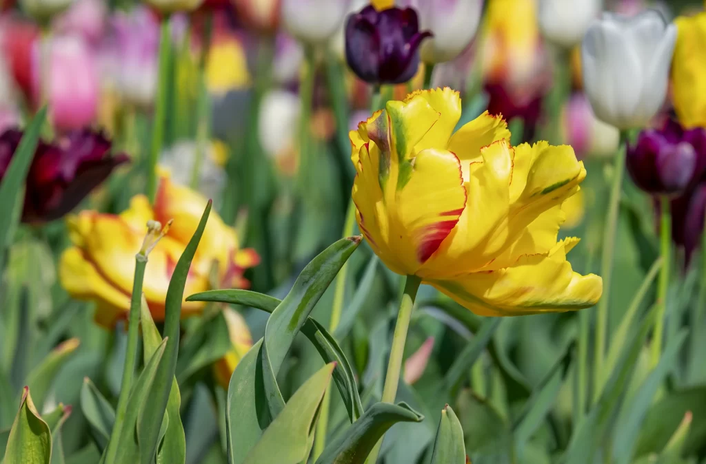Yellow Tulip Petals Green warm Leaves