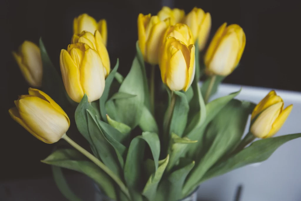 Yellow Tulip Petals Green gray Leaves