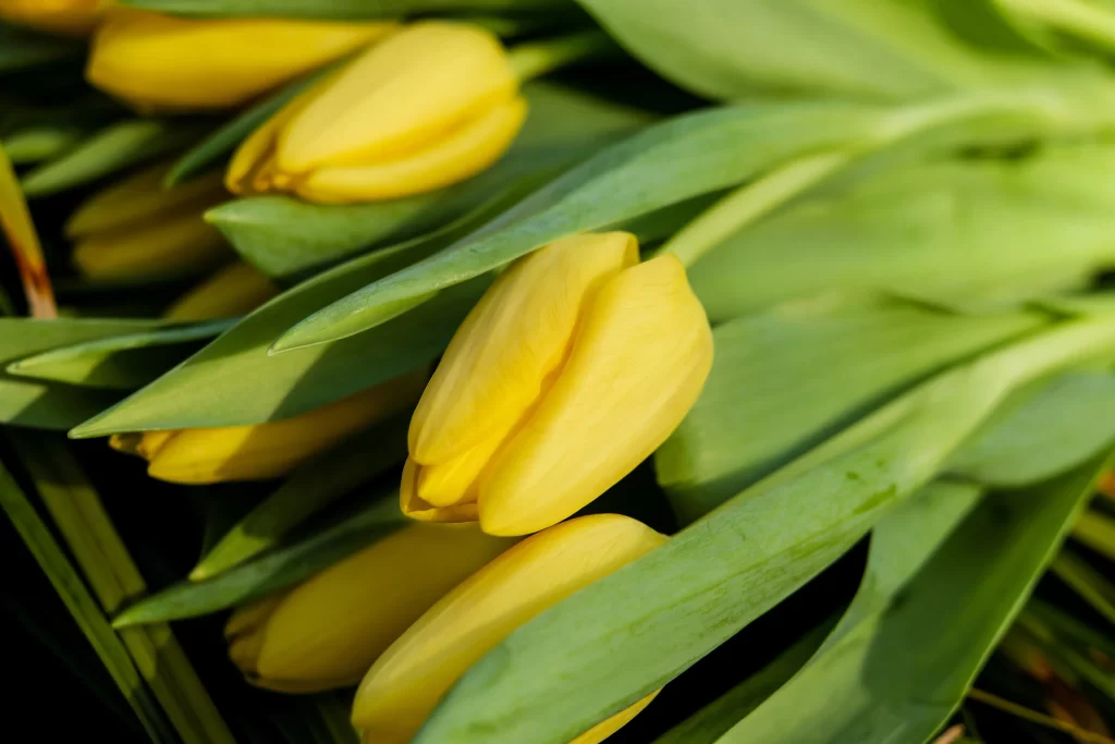 Yellow Tulip Petals Green warm Leaves
