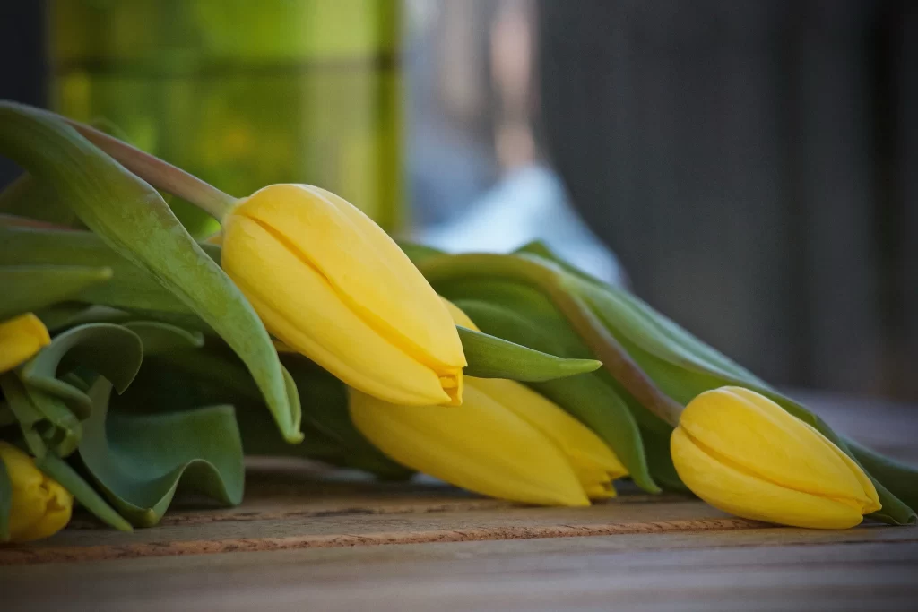 Yellow Tulip Petals Green warm Leaves