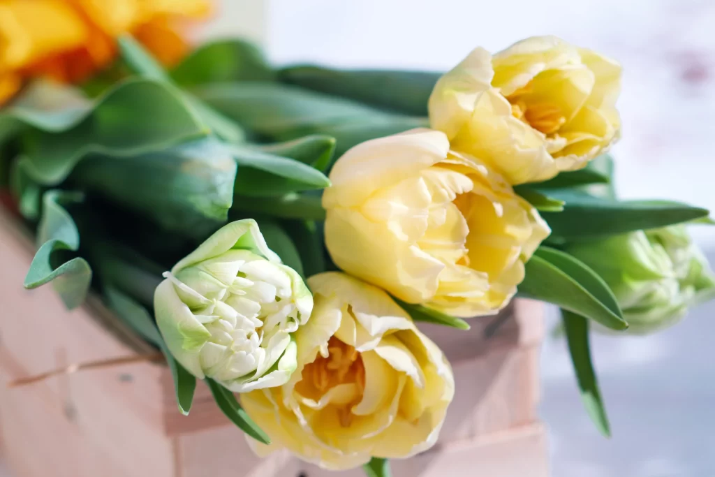 Yellow Tulip Petals Green warm Leaves