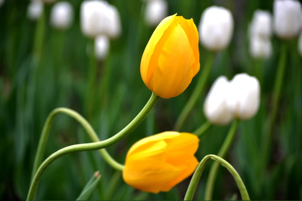 Yellow Tulip Petals Green Stems
