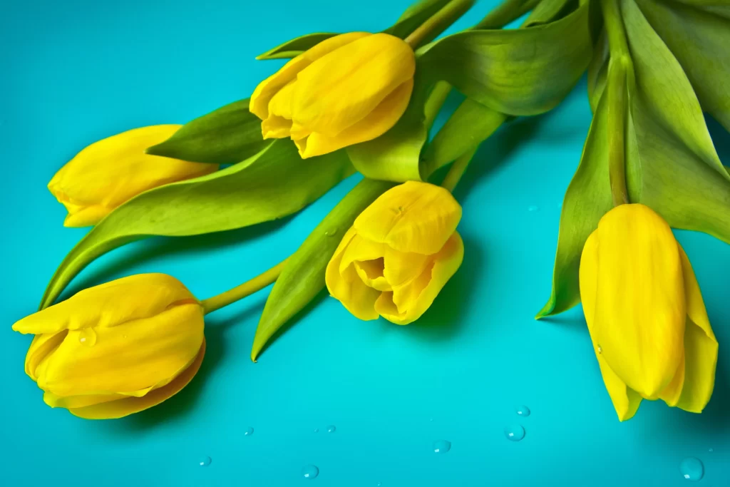 Yellow Tulip Petals Green Leaves Waterdrops
