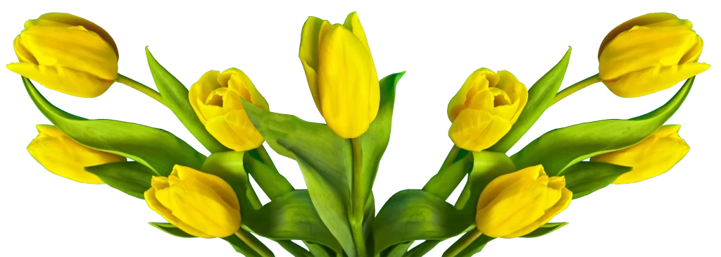 Yellow Tulip Petals Green warm Leaves