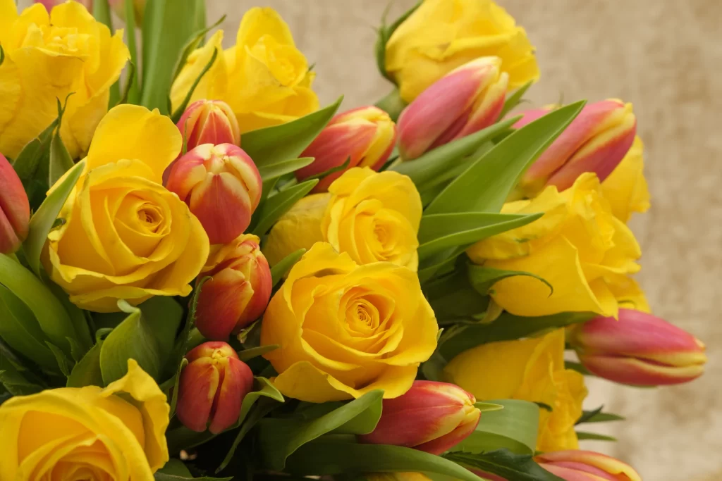 Yellow Tulip Petals Red Green