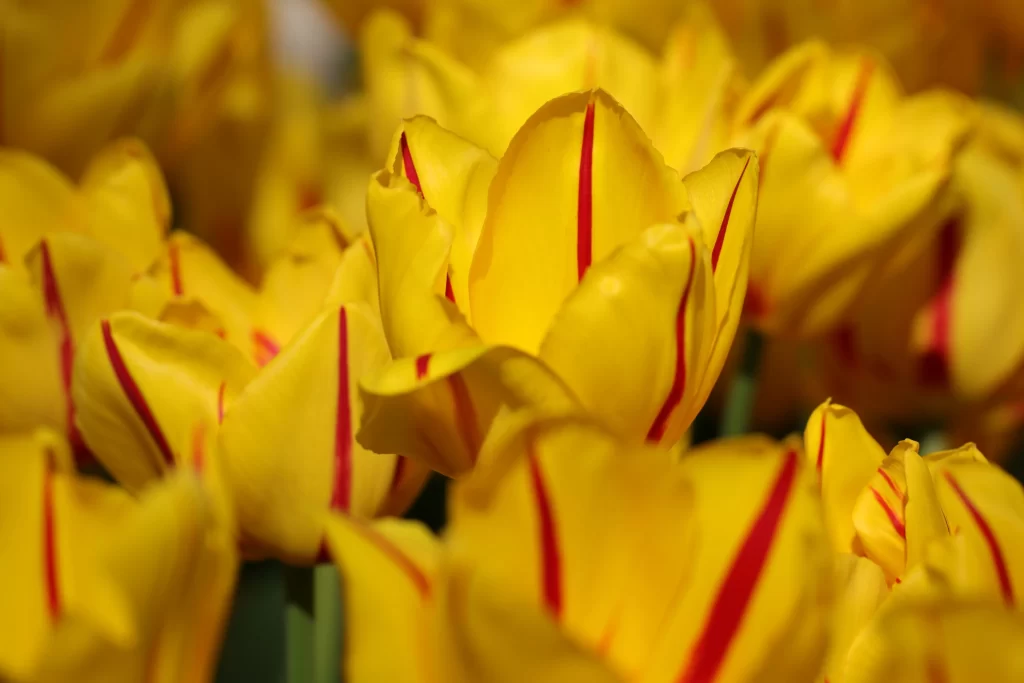 Yellow Tulip Petals Red Stripes