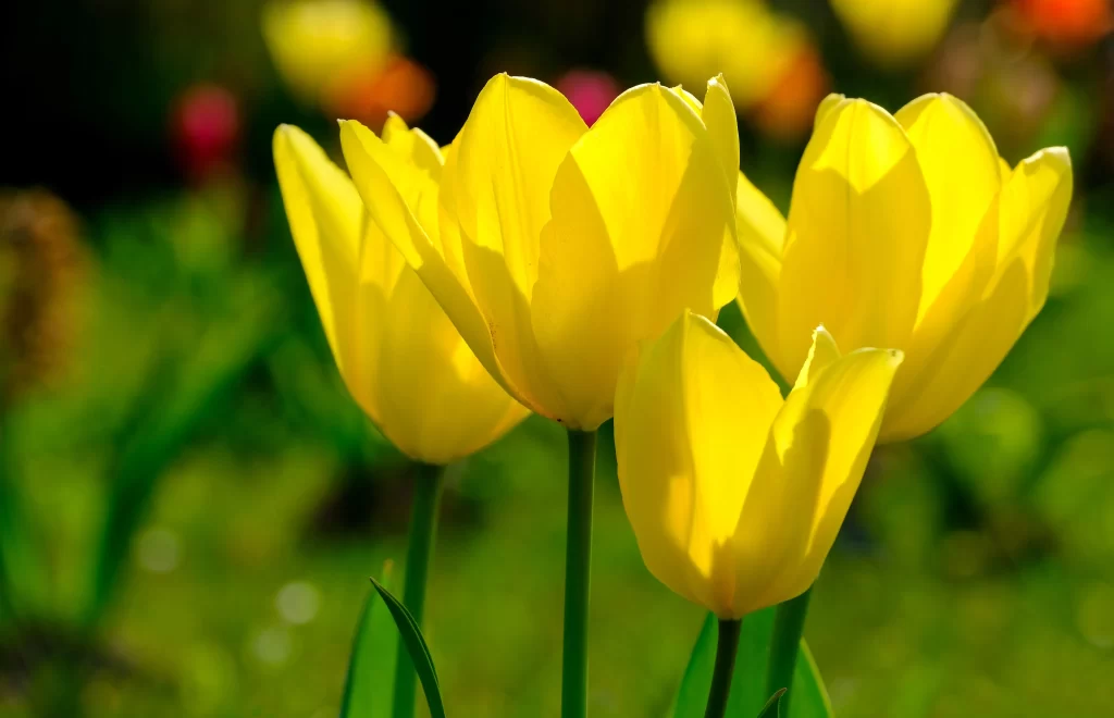 Yellow Tulip Petals Sunlight Vibrant Greenery