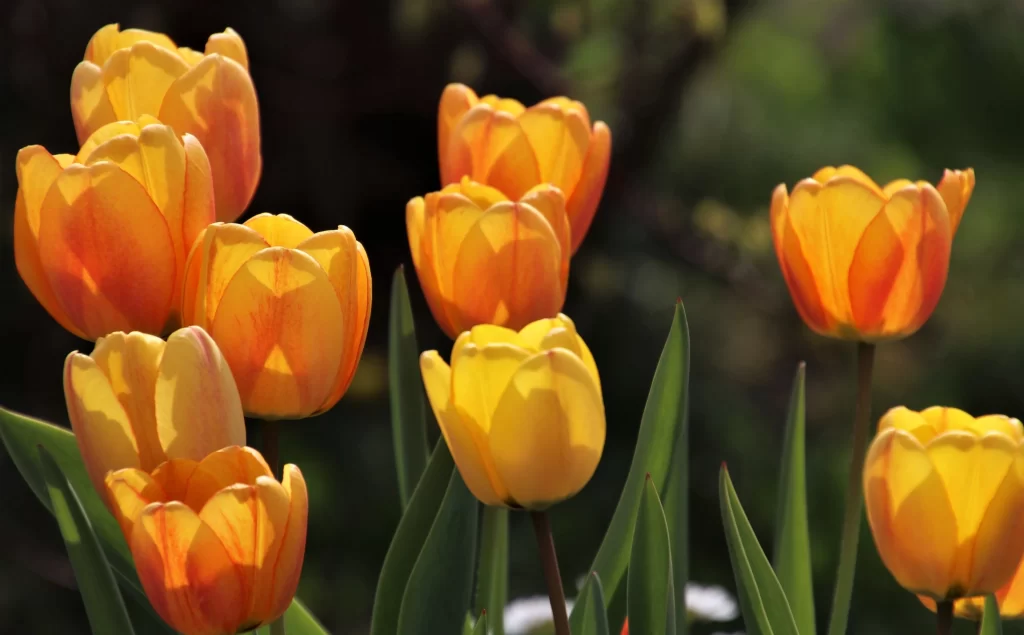 Yellow Tulip Petals Sunlight Greenery