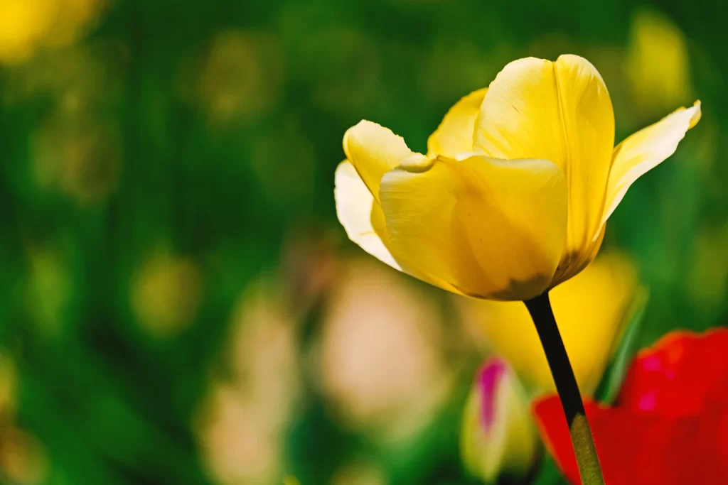 Yellow Tulip Petals Vibrant Green Background