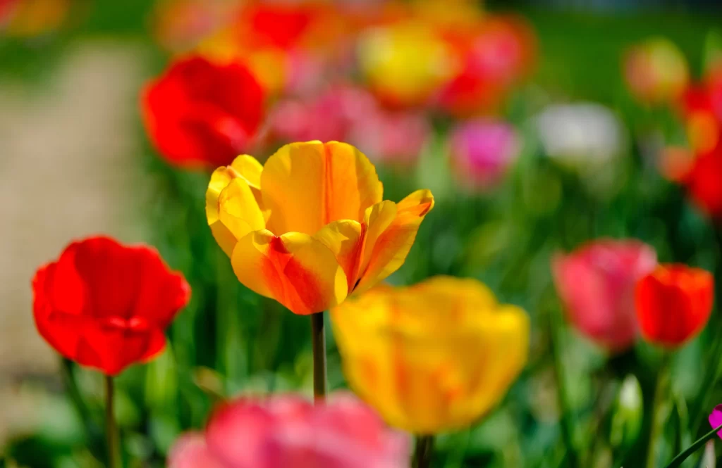 Yellow Tulip Petals Vibrant Greenery
