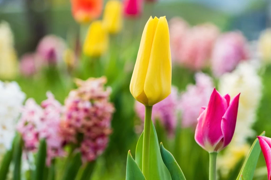 Yellow Tulip Petals Vibrant Greenery Blurred Background