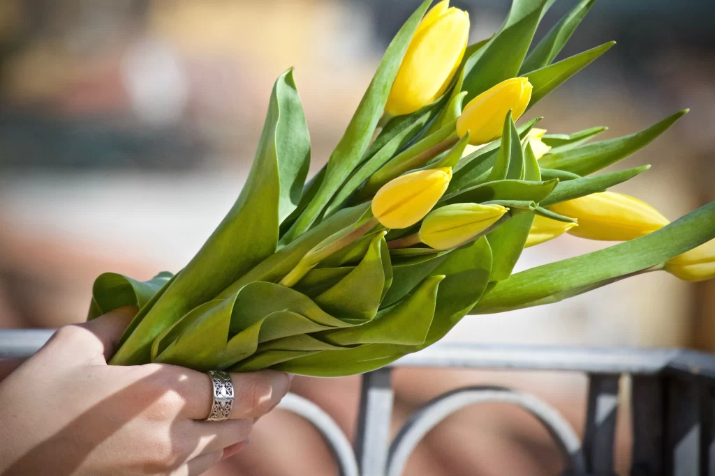 Yellow Tulip Vibrant Petals Green Leaves Sunlight
