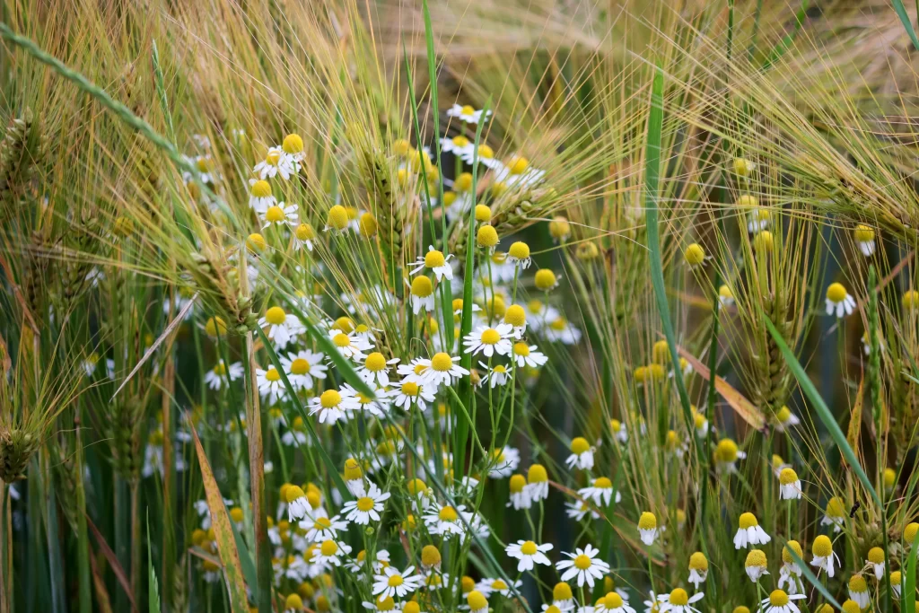 Yellow White Chamomile Blooms Field