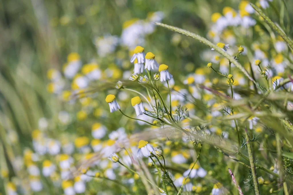 Yellow White Chamomile Delicate Petals Greenery