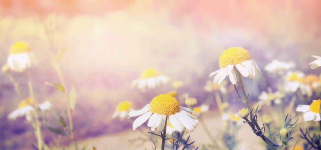 Yellow White Chamomile Petals Sunlight Soft Focus
