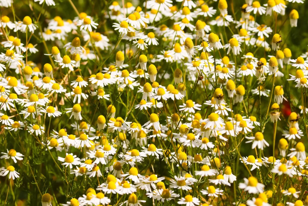 Yellow White Chamomile Petals Sunlit Field