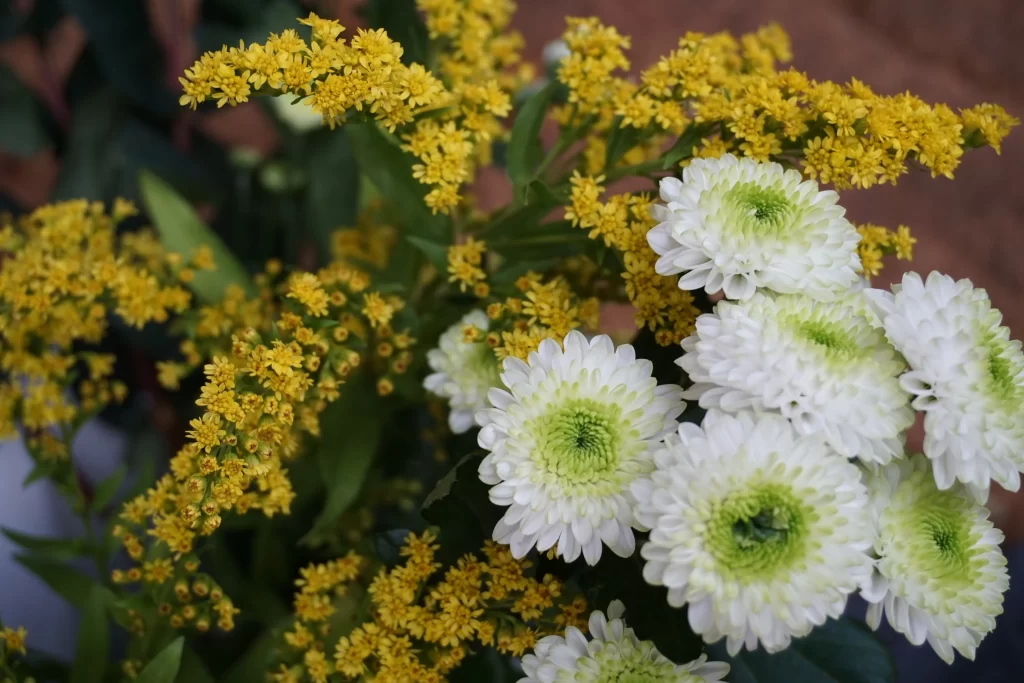 Yellow White Chrysanthemum Petals warm Blooms