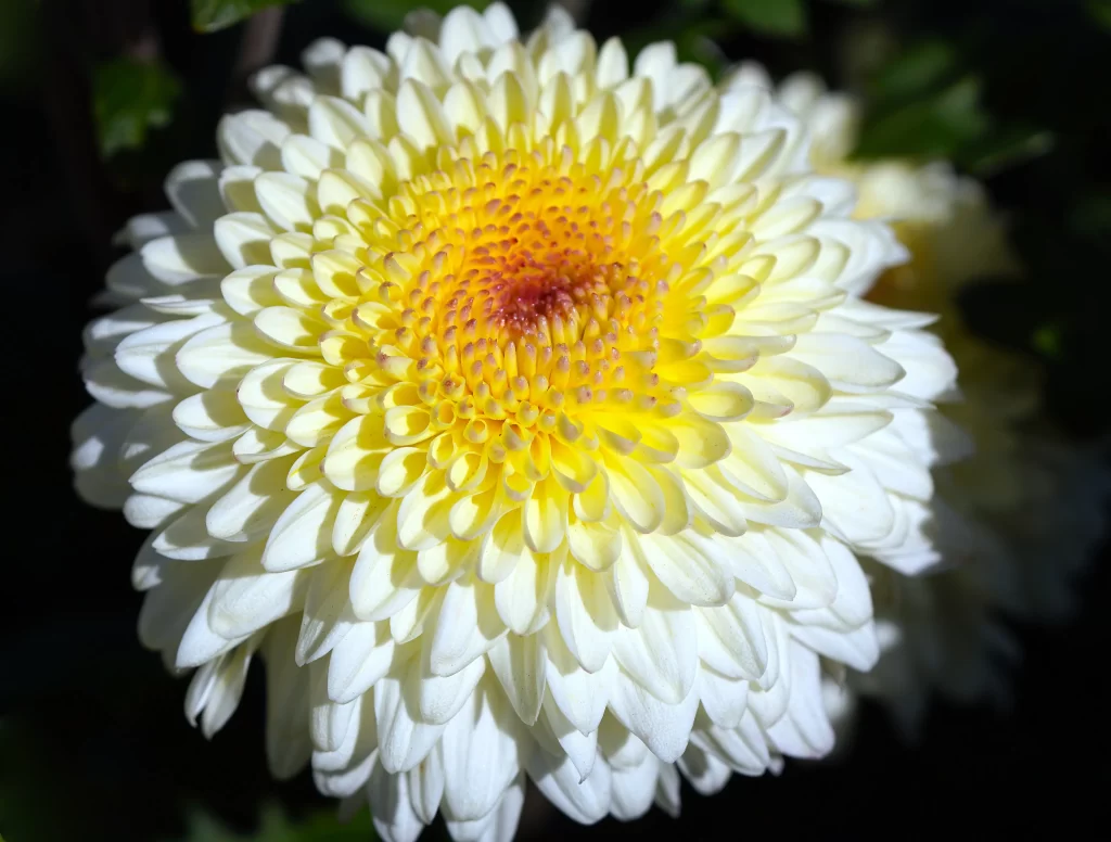Yellow White Chrysanthemum Petals Center