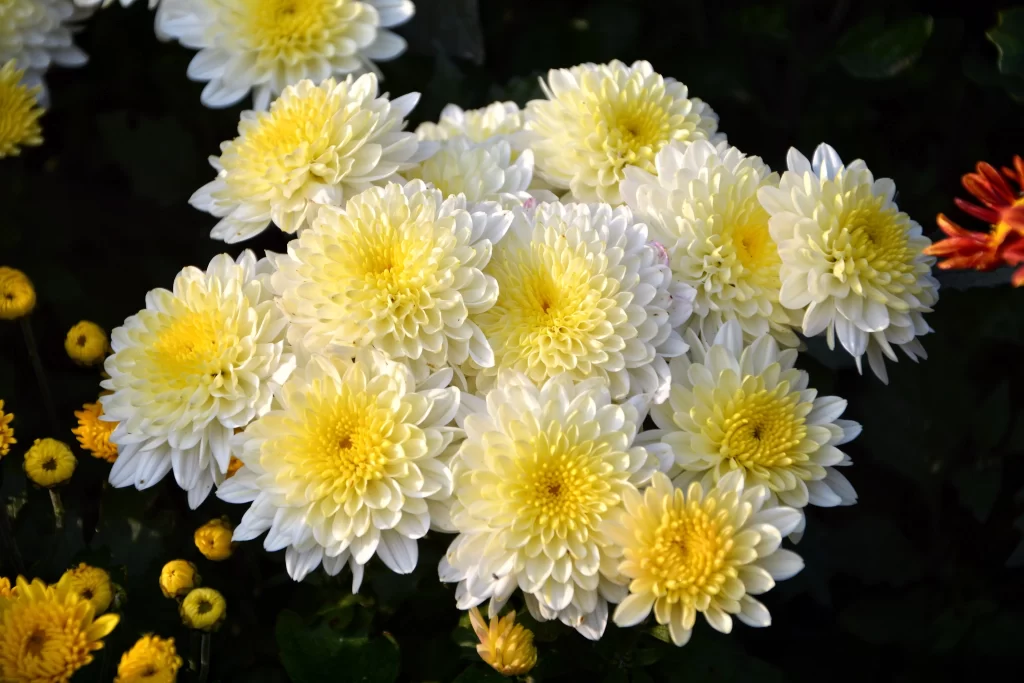 Yellow White Chrysanthemum Petals warm Blooms