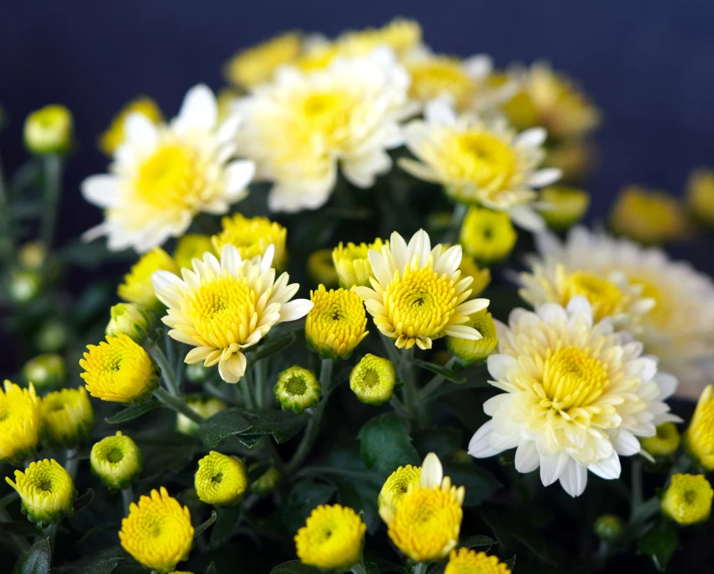 Yellow White Chrysanthemum Petals warm Blooms