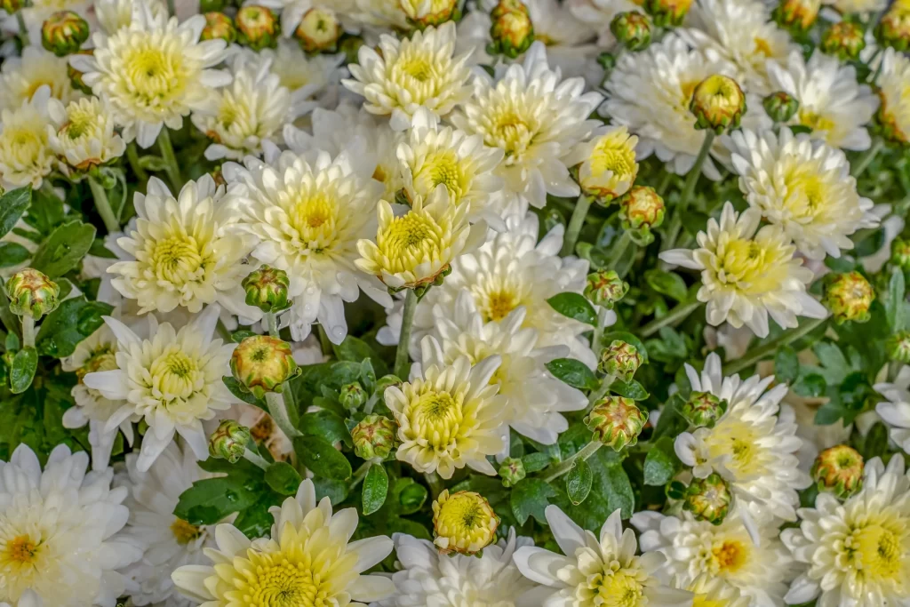 Yellow White Chrysanthemum Blooms Petals Green Leaves