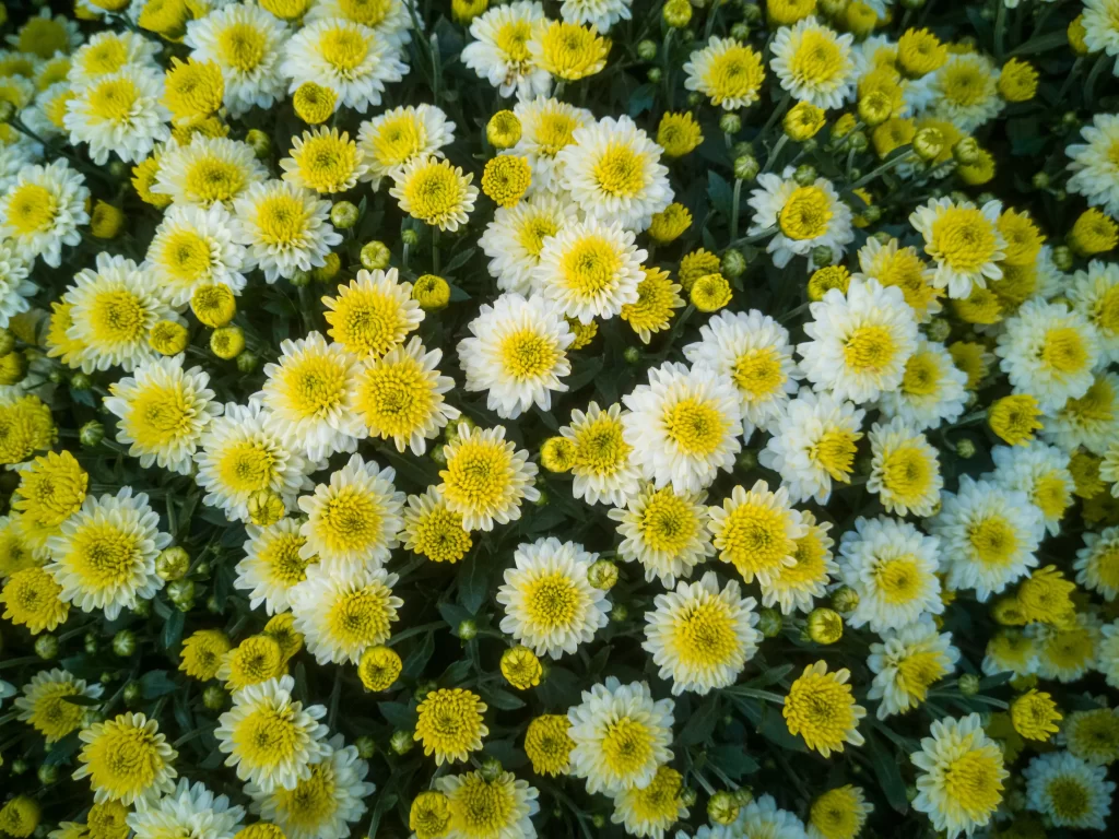 Yellow White Chrysanthemum Dense Blooms Petals