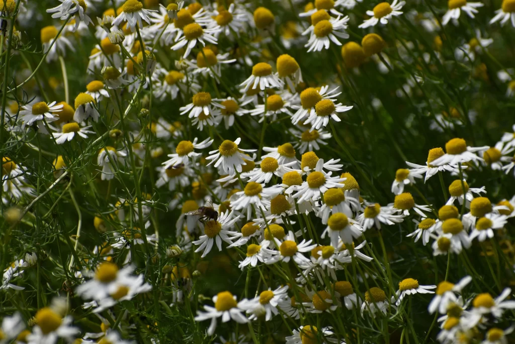 Yellow White Chrysanthemum Petals Dense Blooms