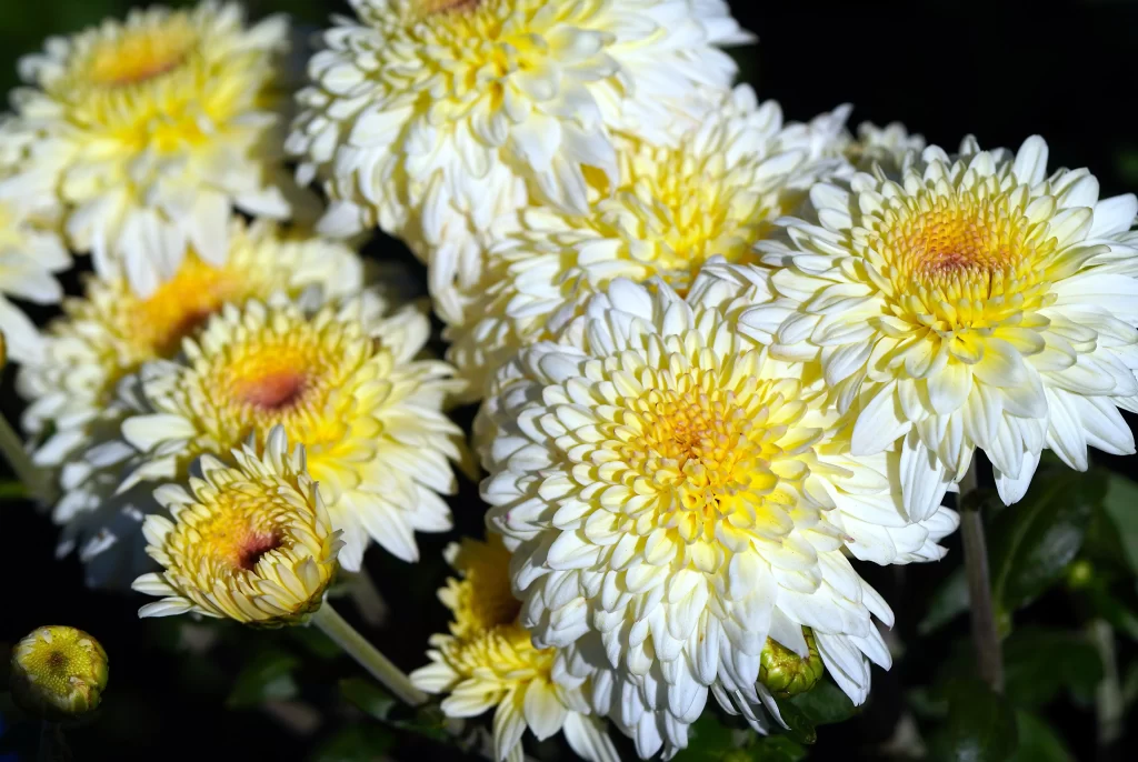 Yellow White Chrysanthemum Petals Sunlight