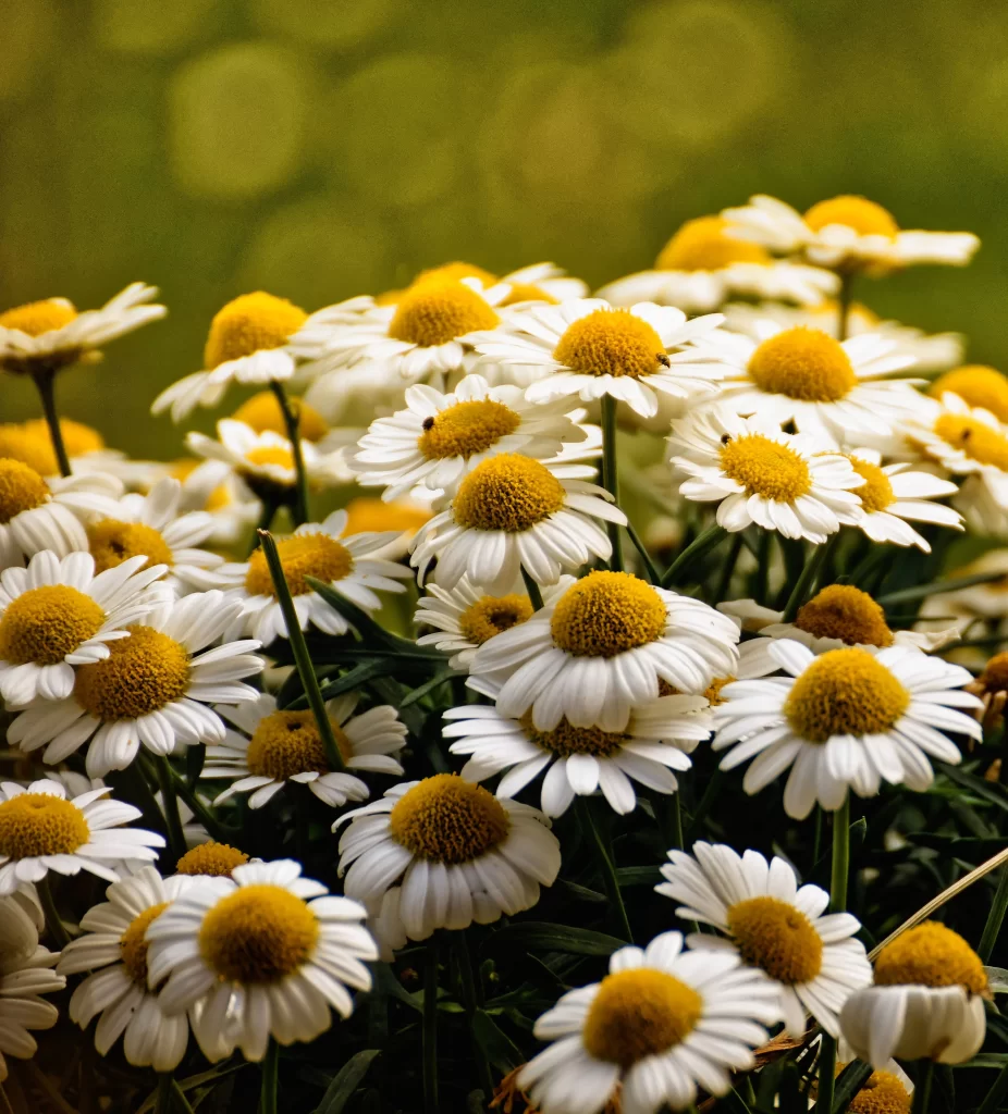 Yellow White Daisy Petals Sunflower