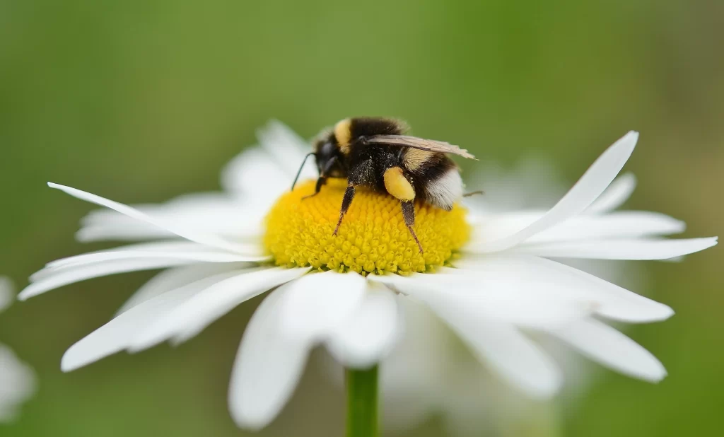Yellow White Daisy Petals warm Bee
