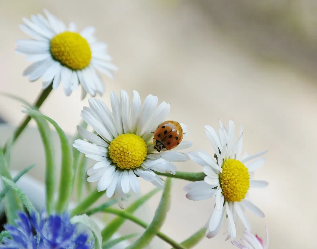 Yellow White Daisy Petals Green gray Stems