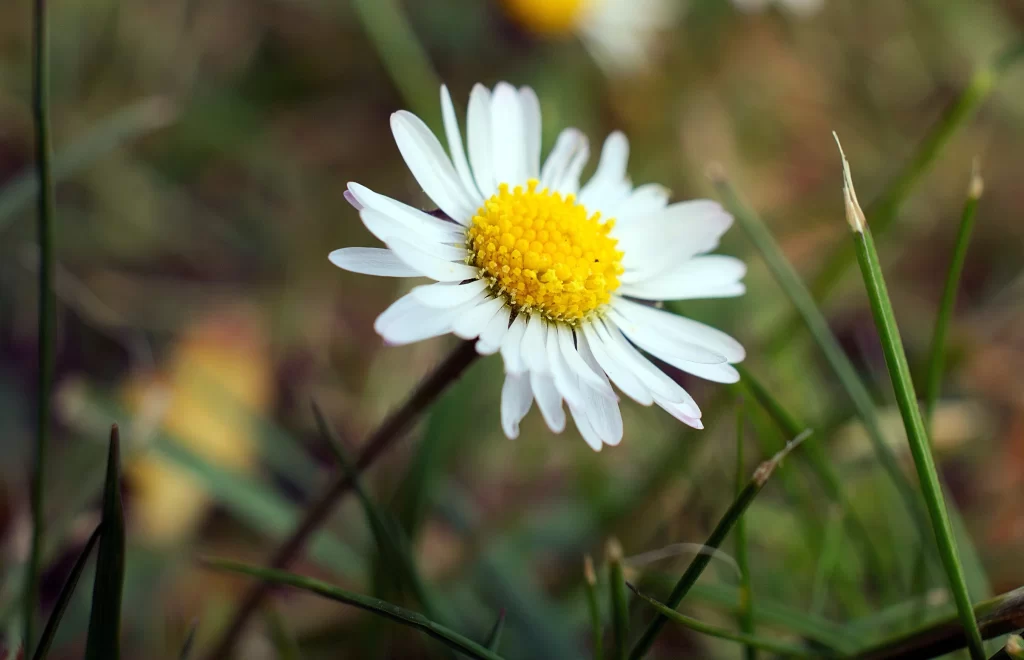 Yellow White Daisy Petals Center Grass