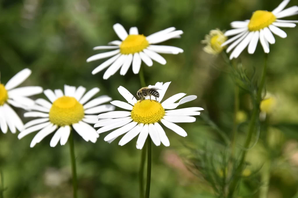 Yellow White Daisy Petals Green warm Stems