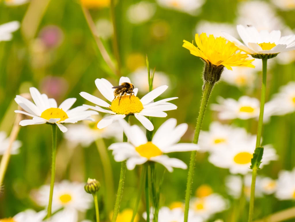 Yellow White Daisy Petals warm Bee