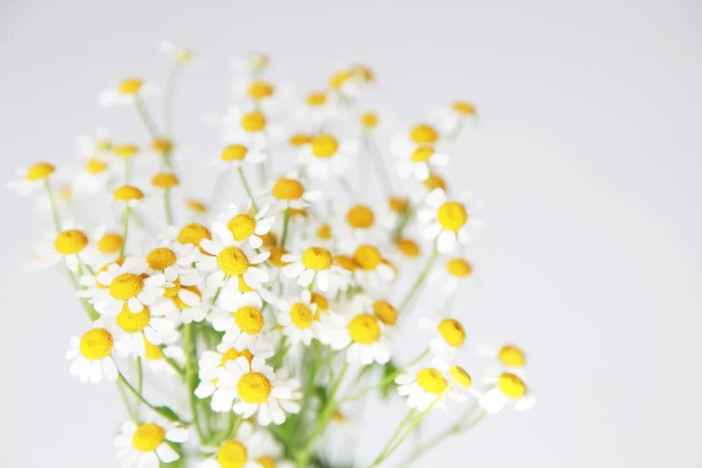 Yellow White Daisy Petals Center Green Stems