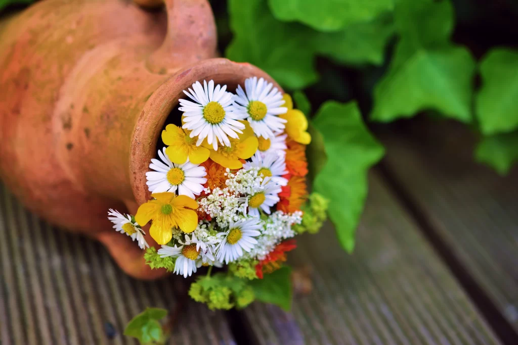 Yellow White Daisy Petals Green Leaves