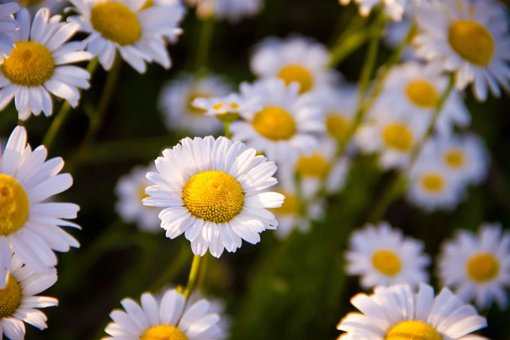 Yellow White Daisy Petals Center Sunlight